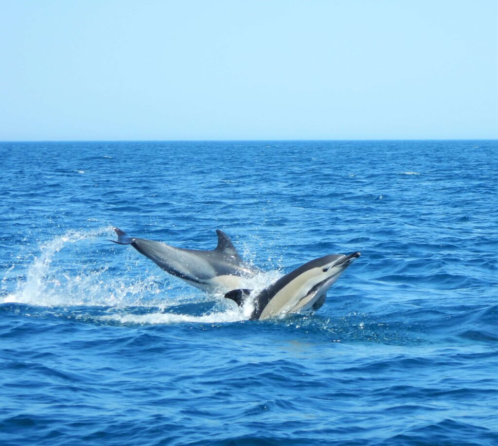 Dolphin jump