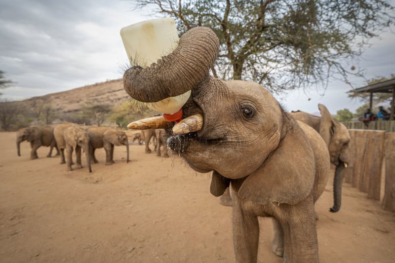 Ami Vitale - Most Influential Animal Photographer