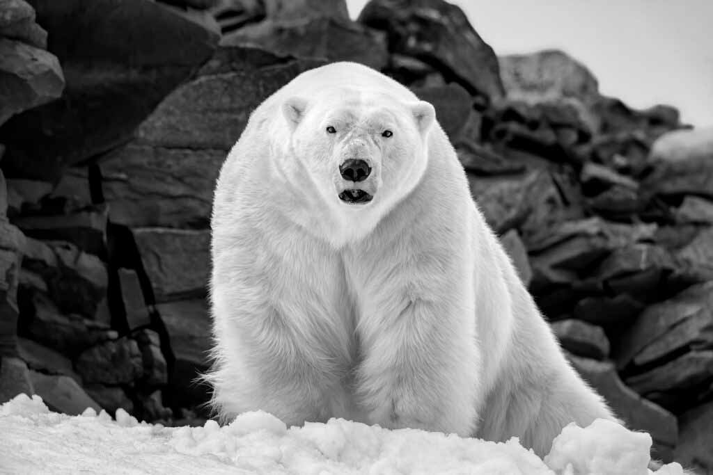 Paul Nicklen - Most Significant BBC Photographer