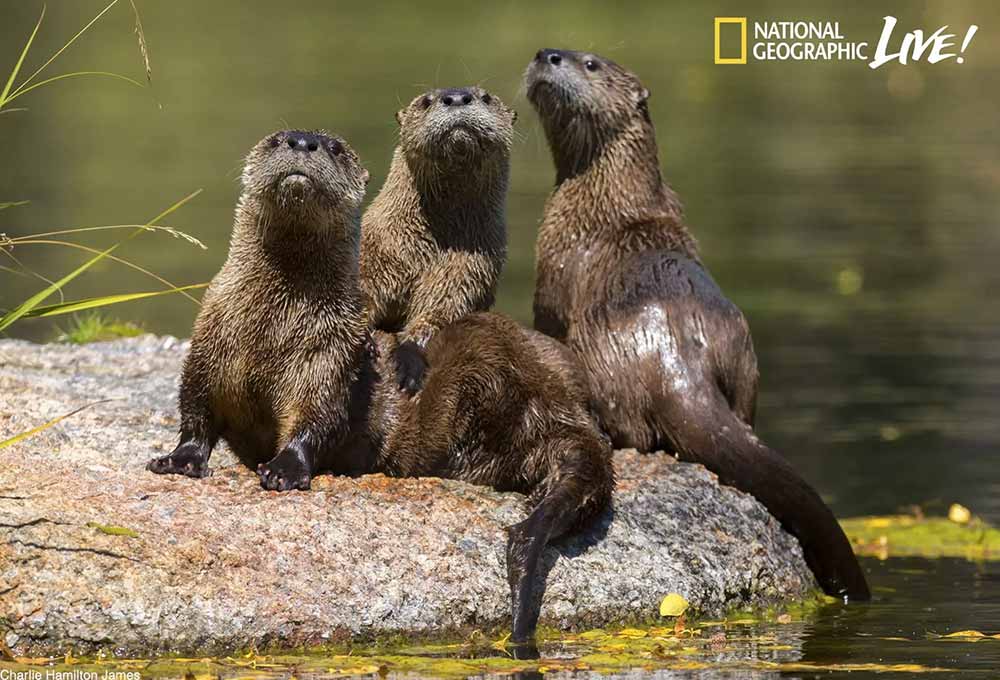 magazine photographer of National Geographic