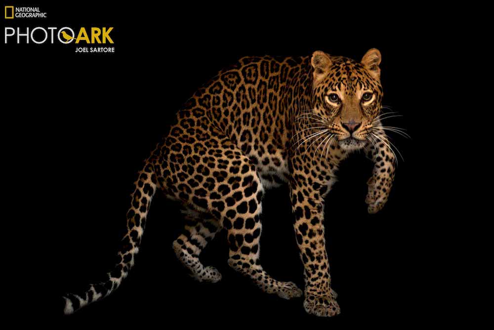 Joel Sartore; wildlife photography